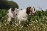 BORDER COLLIE 1098